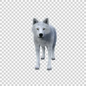 White wolf standing and looking at camera. 3D illustration isolated on transp Stock Illustration