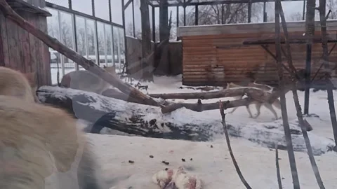 A white wolf standing in front of a wooden structure 库存影片 273445341