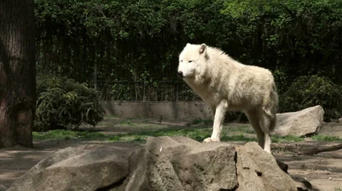 White wolf stands on the rock and looking around Stock Footage 37569042