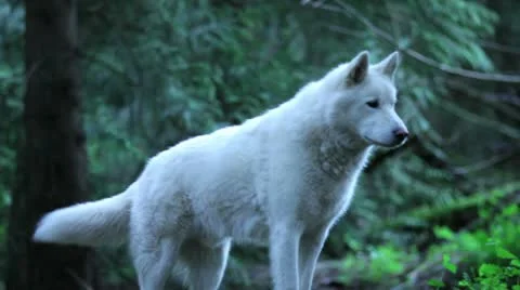 White wolf stands at the top of a small hill Stock Footage 12447821