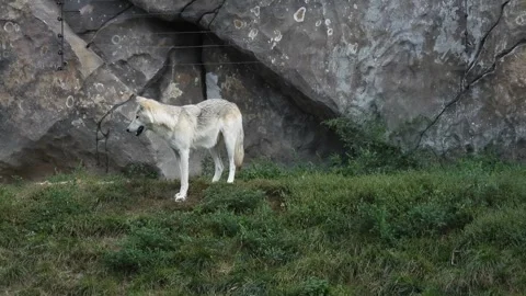White Wolf at Stone Cliff Stock Footage 293740487