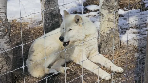 White wolf throws its head back and howls behind a fence in a snowy enclosure 스톡 동영상 334104277