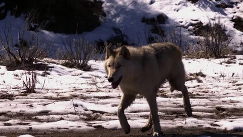 White Wolf Trotting Slow Motion 02 Stock Footage 71935322