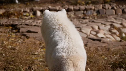 White wolf in various poses, showcasing its majestic fur and keen expression, Stock Footage 317554852