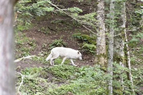 White wolf walking in the forest. Stock Photos