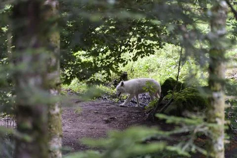 White wolf walking in the forest. Stock Photos