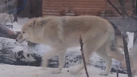A white wolf is walking in a snow covered area 스톡 동영상 270742602