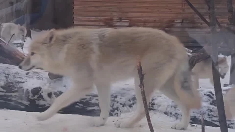 A white wolf is walking in a snow covered area Stock Footage 275326281