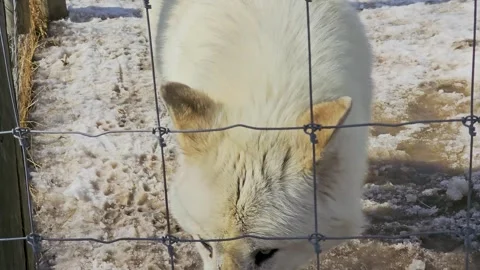 White wolf walks through a snowy enclosure behind a fence, capturing a cold 動画素材 334099990