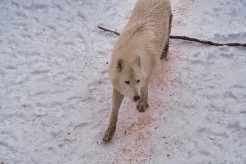The white wolf in winter Stock Photos