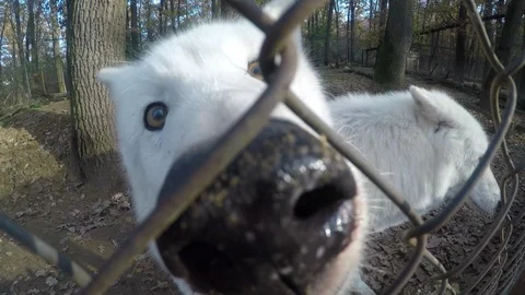 White wolf in the  Zoo Stock Footage 90795153