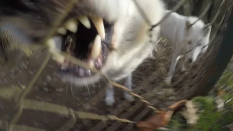 White wolf in the  Zoo Stock Footage 90795522