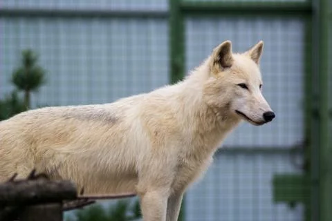 White wolf in the zoo Stock Photos