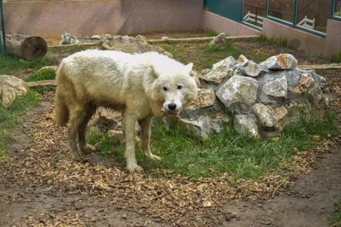 White Wolf in the Zoo Stock Photos