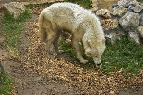 White Wolf in the Zoo Foto stock