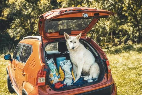 White wolfhound in the trunks of a car. Stock Photos