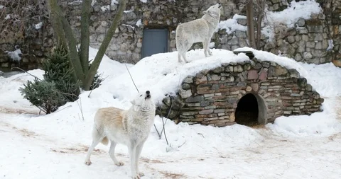 White wolves Stock Footage 125998297