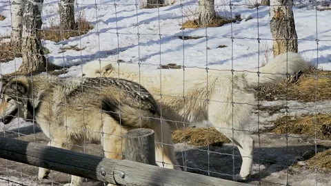 White wolves move actively behind a fence in a snowy enclosure, capturing an Stock-Footage 334104812