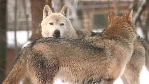 White wolves moving gracefully through heavy snowfall in a winter forest Stock Footage 303605037