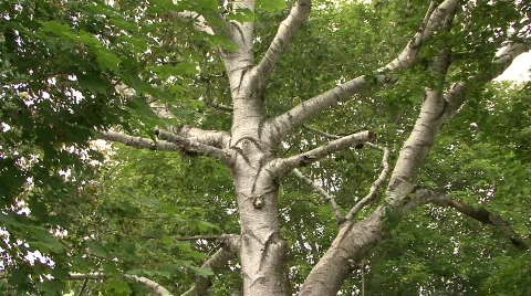 White Wood Tree Stock Footage 300126