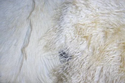 White wool fur texture Stock Photos