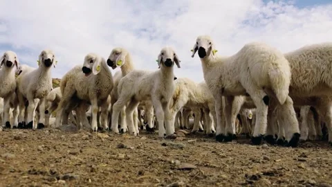 White wool sheep babies in the sheep farm Stock-Footage 245253651