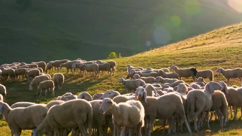 White wool sheep grazing in the mountains Stock-Footage 247353606