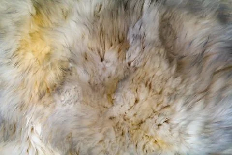 White wool texture background. Natural fluffy fur sheep wool skin texture Stock Photos