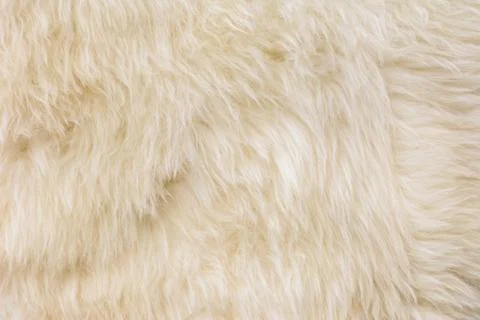 White wool texture background, Natural fluffy fur sheep wool skin texture. Fotos de archivo