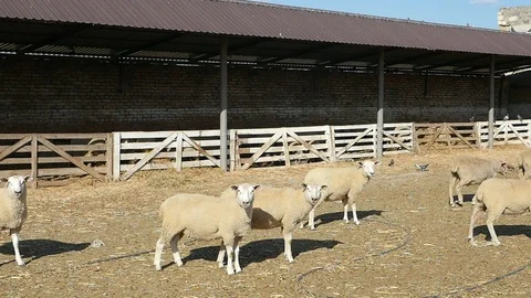 White woolen sheep standing, staring and going on a big farm in summer in slo-mo Stock-Footage 99320907