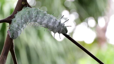 White worm Stock Footage 60406596