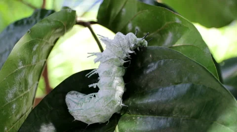 White worm Stock Footage 60406599