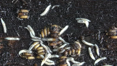 White worm 스톡 동영상 290244690