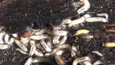 White worm 스톡 동영상 290244708