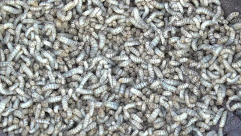 White worm 스톡 동영상 297552220