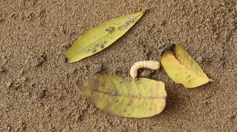 White worm on sand and leaf Stock Footage 36778406
