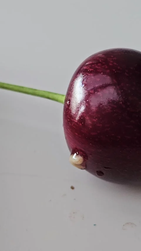 White worms crawl together into the core of ripe red cherry Stock Footage 339184970