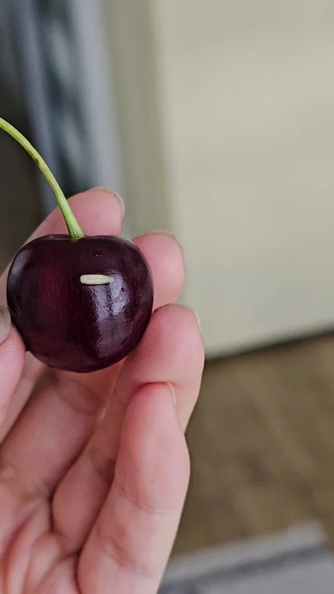 White worms crawl together into the core of ripe red cherry Stock Footage 339185071