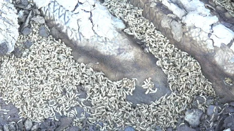 White worms 스톡 동영상 274379087