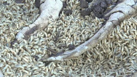 White worms Vidéo 297552451