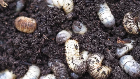 white worms in the ground background | Stock Video | Pond5