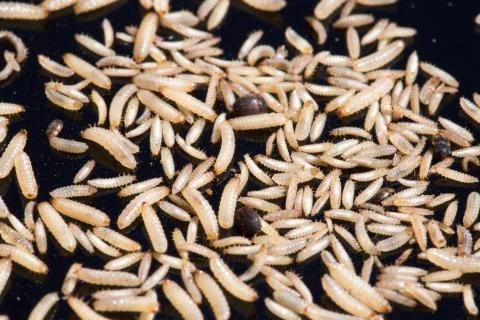 White worms of insects isolated on white background Stock Photos