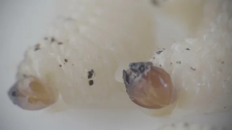 White Worms Moving on White Background Stock-Footage 98157583