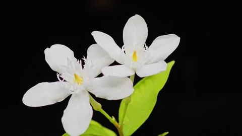 White Wrightia antidysenterica blooming on black background. Video stock 341958280