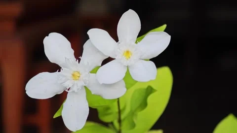 White Wrightia antidysenterica flowers on rustic background. Stock Footage 341958263
