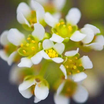 White yarrow flower Stock Photos