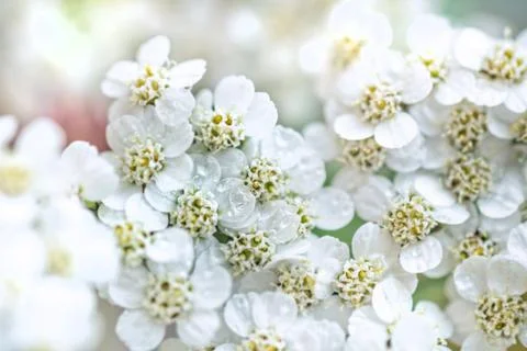 White yarrow large Stock Photos