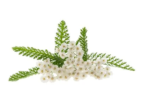 White yarrow Stock Photos