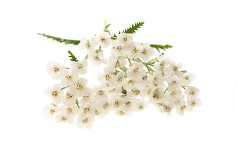White yarrow Stock Photos