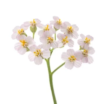 White yarrow Stock Photos